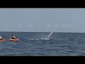  Kayak fishing extreme kayaking huge marlin Baja world record Jim Sammons DVD video game on