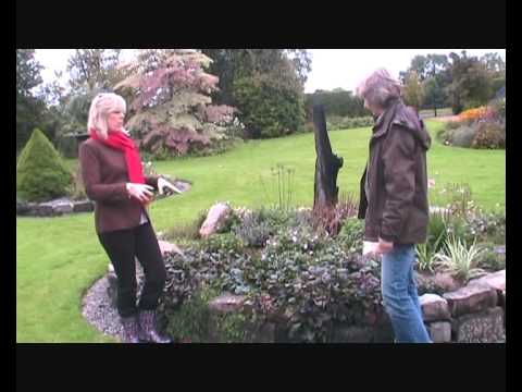 how to transplant ajuga