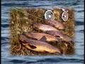 TopTen flies for Ireland