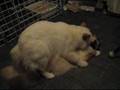 Making birmans