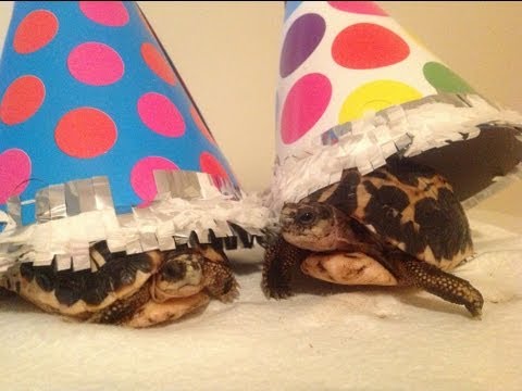 YouTube reptile video