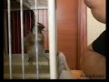 Aviarioamaya - Jilguero 09