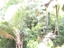 Zip Line in St. Lucia