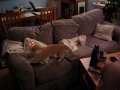 laser-cats-part-3.html