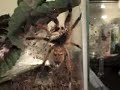 Starburst orange tarantula eating rampage