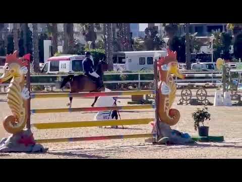 SUNDANCE PRINSEVELD - 1M40 MET OLIVA - FEBRUARY 2026