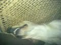 toby jateando toby jateando