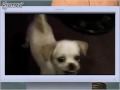 Simon Hates  Tuff Puppy