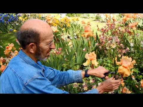how to fertilize bearded iris