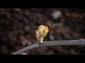 Video promocional de Bodega Vetas.wmv