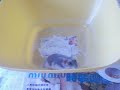 Hamster climbing
