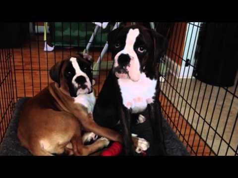 beautiful german boxer puppy