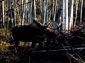 Moose on the Loose Moose on the Loose