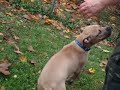 Jelly Bean chasing the pooper scooper