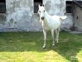 Wspania?e konie, wspaniali ludzie... ;) Wspania?e konie, wspaniali ludzie... ;)