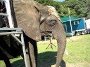 Guilford Fair - Noah and the Elephant