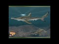 Marine Mania Shore - Zoo Tycoon 2.avi