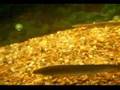 My Fish Tank. The Polypterus Bichir Show Part 2