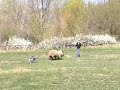 si�fok herding trial - 2008.04.05.
