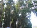 UC Berkeley Campus Tour Part 1 of 4