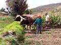COSECHA CON YUNTA AHUAC HUANCAYO