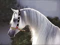 *Los caballOs arabes*
