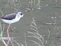 ????????? bird watching in rice field
