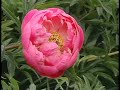 Peony: The Whole Package