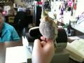 Hand-fed Cockatiel