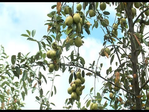Hướng đi nào cho cây Sơn Tra Yên Bái