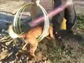 Havok du Dantero - Belgian Malinois