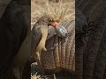 The Hidden Relationship Between an Oxpecker and Armadillo!