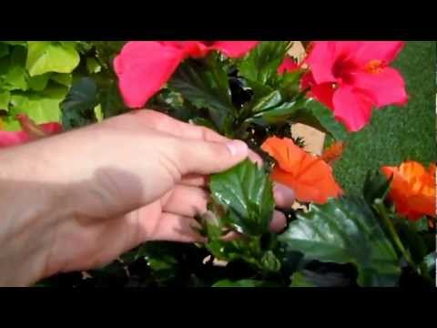 how to replant a hibiscus plant