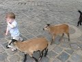 op de kinderboerderij op de kinderboerderij