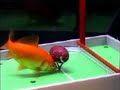 Trained Fish Does Amazing Tricks
