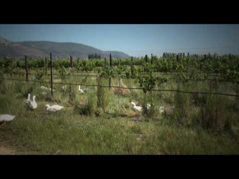 Avondale - Organic
