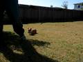 videos de Baby Stumpy!