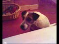 crazy-dog-talking-parson-jack-russell-.html