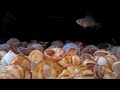 Lamprologus Multifasciatus fry fed with living Artemia