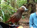 Cheeky Kaka Cheeky Kaka