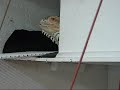 New Reptile Habitat projects part1