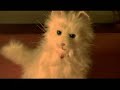 Apples S01E05 My Chichi and I Part 2 of 2