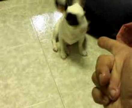 This Dog Gets Killed With A Gun