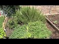 I uploaded a @YouTube video http://t.co/3yntmEvc Spring TX garden!