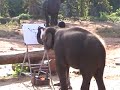 Elephant paints Elephant Elephant paints Elephant