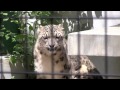 ユキヒョウ