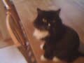 odie the lion cat
