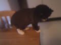 odie the lion cat