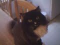 odie the lion cat