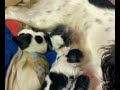 Mi perrita Lunita y sus cachorros Mi perrita Lunita y sus cachorros
